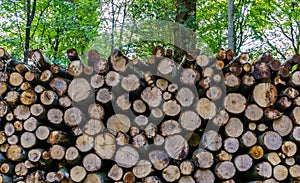 Large piled wood logs in the forest, deforestation in liesbos breda, the netherlands