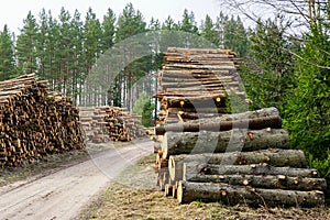 Large piles of felled pine logs piled up on the edge of a forest road, pinewood raw material