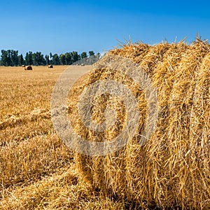 Large Piles of Hay Bales