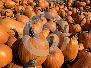 Large Piles Scattering of Orange Pumpkins and Gourds at a Pumpkin Patch