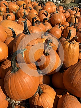 Large Piles Scattering of Orange Pumpkins and Gourds at a Pumpkin Patch