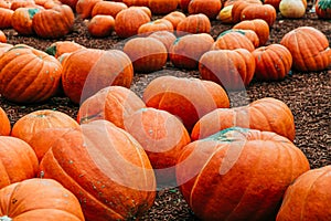 Large Piles Scattering of Orange Pumpkins