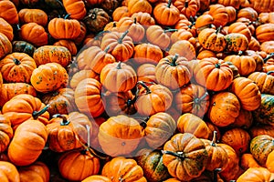 Large Piles Scattering of Orange small Pumpkins