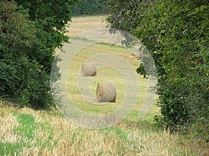 Large piles of straw animal feed collection field photo