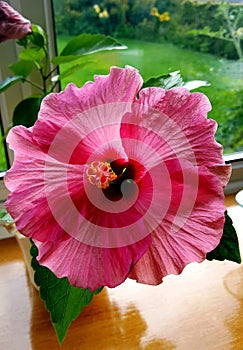 Large pimk hibiscus flower