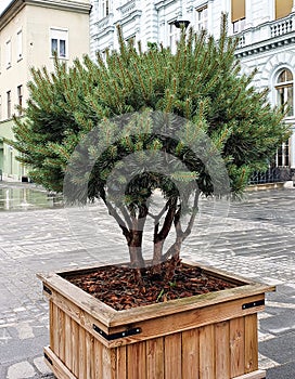 Large pine bonsai