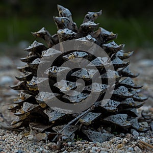 Large Pine Cone Rests In Sandy Soil