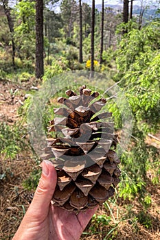 Large pine cones, el Robledal, Sierra Tejeda Natural Park