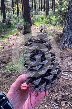 Large pine cones, el Robledal, Sierra Tejeda Natural Park photo