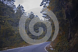 large pine forest with path