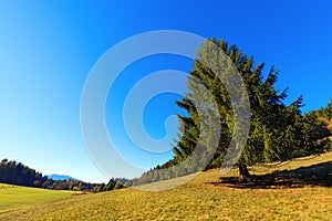 Large Pine Tree in Autumn - Trentino Italy