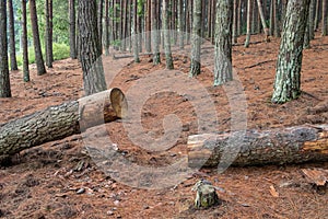 Large pine tree cut down