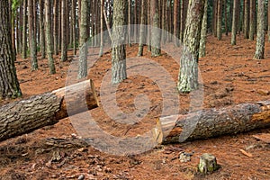 Large pine tree cut down