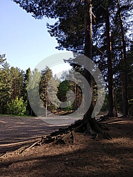 A large pine tree on the edge of the forest. All the roots stick out.