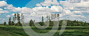 Large pine trees. Cherkasy region, Ukraine