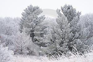 Large pine trees covered in rime ice in William O`Brien State Park in Minnesota