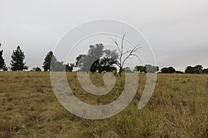 Large pine trees on the horizon under a blue grey sky, below autumn colored grasslands