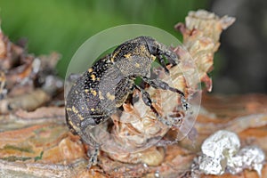 Large Pine Weevil (Hylobius abietis) eating the bark from a pine branch photo