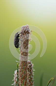 Large pine weevil, Hylobius abietis feeding on pine plant