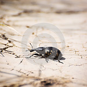 Large pine weevil (Hylobius abietis) photo