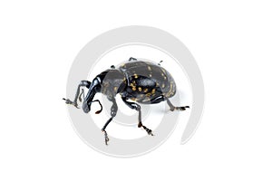 Large pine weevil isolated on white background