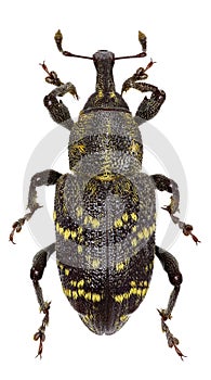 Large Pine Weevil on white Background