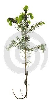 Large pine weevils, Hylobius abietis on fir plant isolated on white background photo