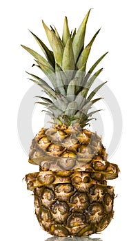Large pineapple cut into slices, top green leaves isolated on white