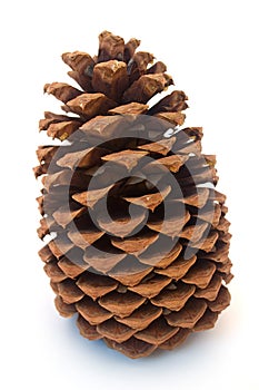 Large pinecone