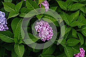Large pink blooming hydrangea in drops of water under an automatic watering system. Water dust in the air needs hydrangea (