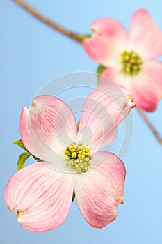Large pink dogwood flower