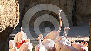 Large pink Flamingo cleans feathers in natural pond Park