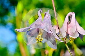 Large pink flower bell grows in the summer in garden