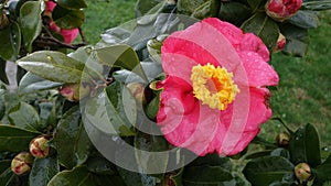 A large pink flower with a yellow middle