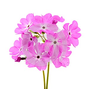 A large pink flowered primrose