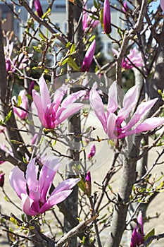 Large pink flowers and buds of Magnolia Susan on the branches of a bush