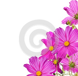 Large pink flowers corner isolated on white