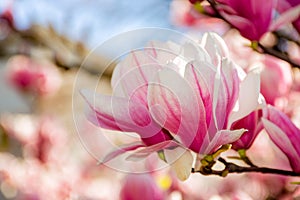 large pink flowers of magnolia soulangeana tree in full bloom