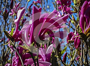 Large pink flowers Magnolia Susan Magnolia liliiflora x Magnolia stellata on a clear sunny day photo