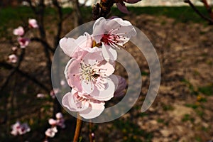 Large pink flowers of plum, peach or apricot in the flowering period of orchards. Sunny spring weather. Blooming garden