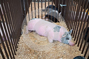 Large pink hog sleeping in a metal cage