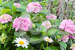 Large pink hydrangea blossoms