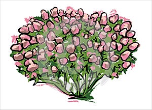 A large pink hydrangea bush. Illustration for landscape design. Sketch by hand in pastel. Vector.