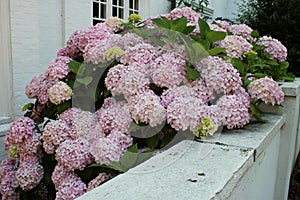 A large pink hydrangea flower bush against a white wall and white house