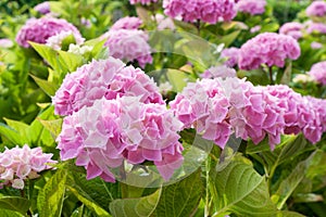 Large pink hydrangea flowers that bloom in the sun.