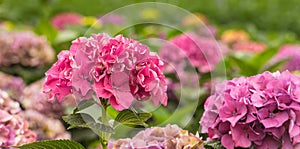 Large pink Hydrangea flowers in a Dutch nursery