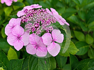 Large pink hydrangea flowers on summer streets