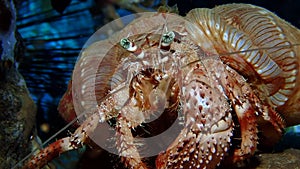 A large pink jeweled anemone crab eating rocks.