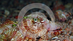 A large pink jeweled anemone hermit crab close-up.