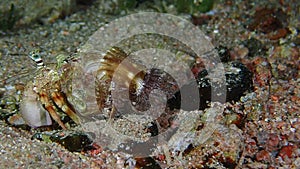 A large pink jeweled anemone hermit crab crawling.